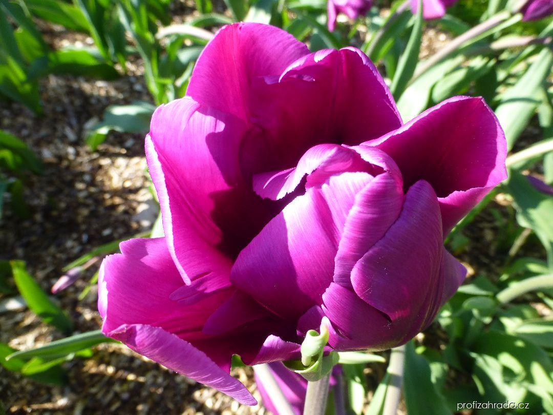Tulipa Purple Rain (tulipán) Tulipa Purple Rain (tulipán)