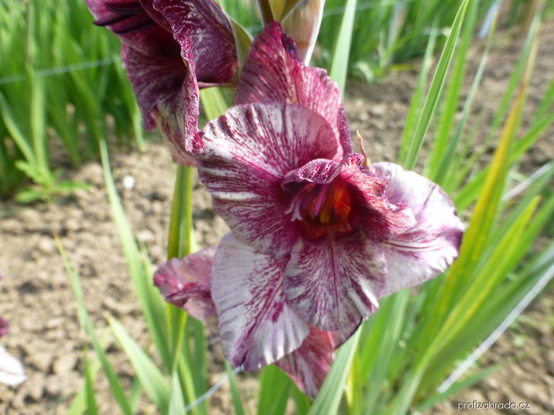 Gladiolus Deneb Exotic (mečík) Gladiolus Deneb Exotic (mečík)