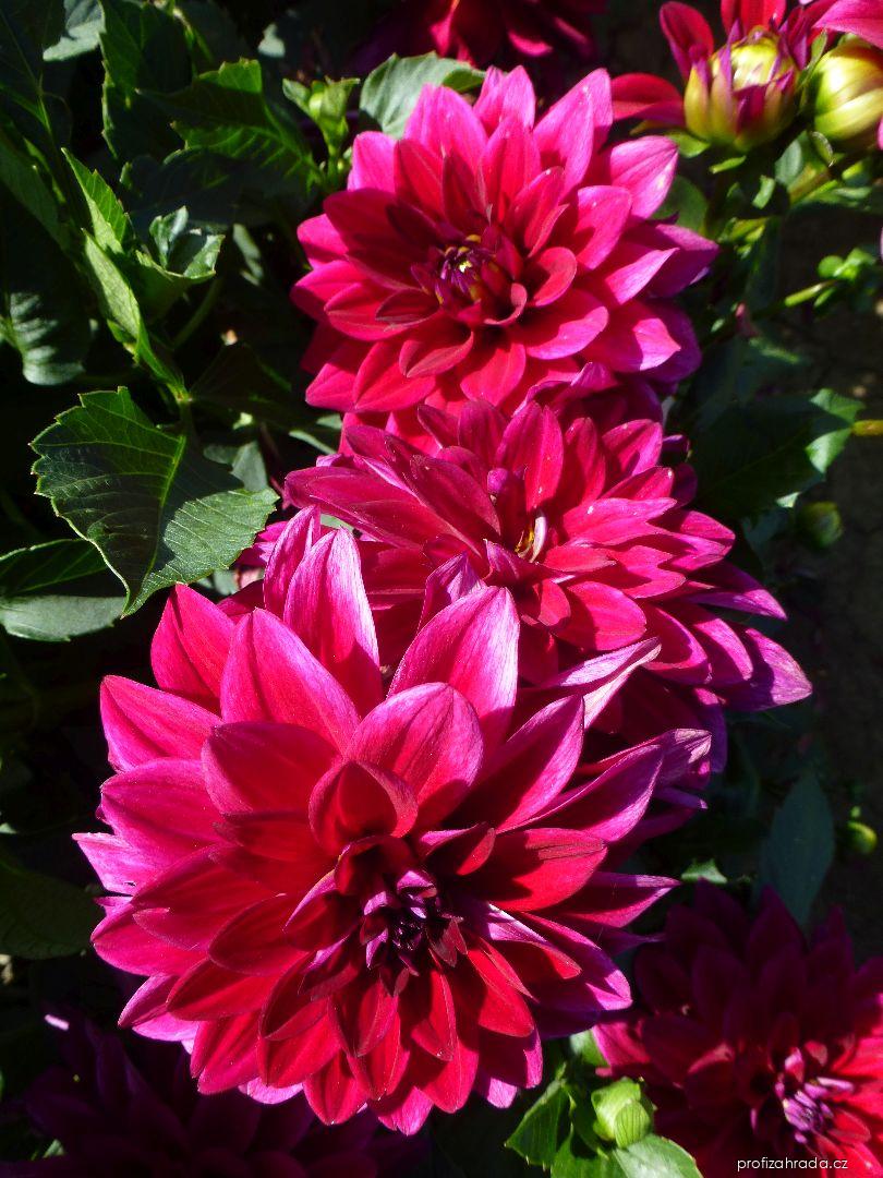 Dahlia Perseus (jiřina) Dahlia Perseus (jiřina)