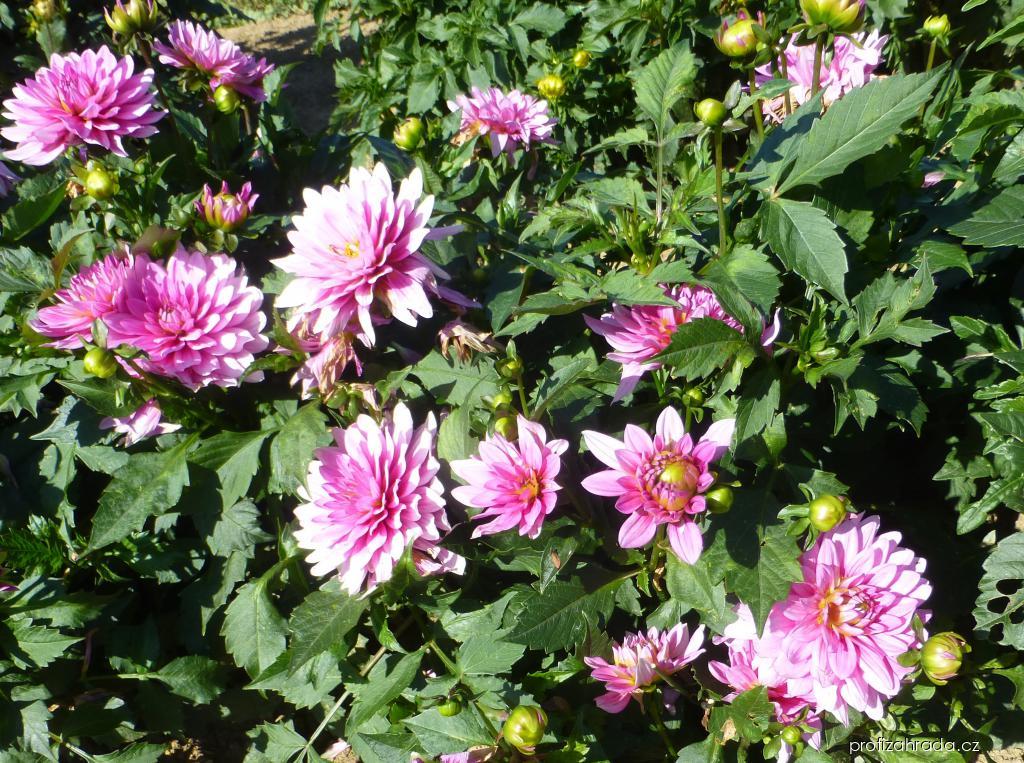 Dahlia Phoenix (jiřina) Dahlia Phoenix (jiřina)