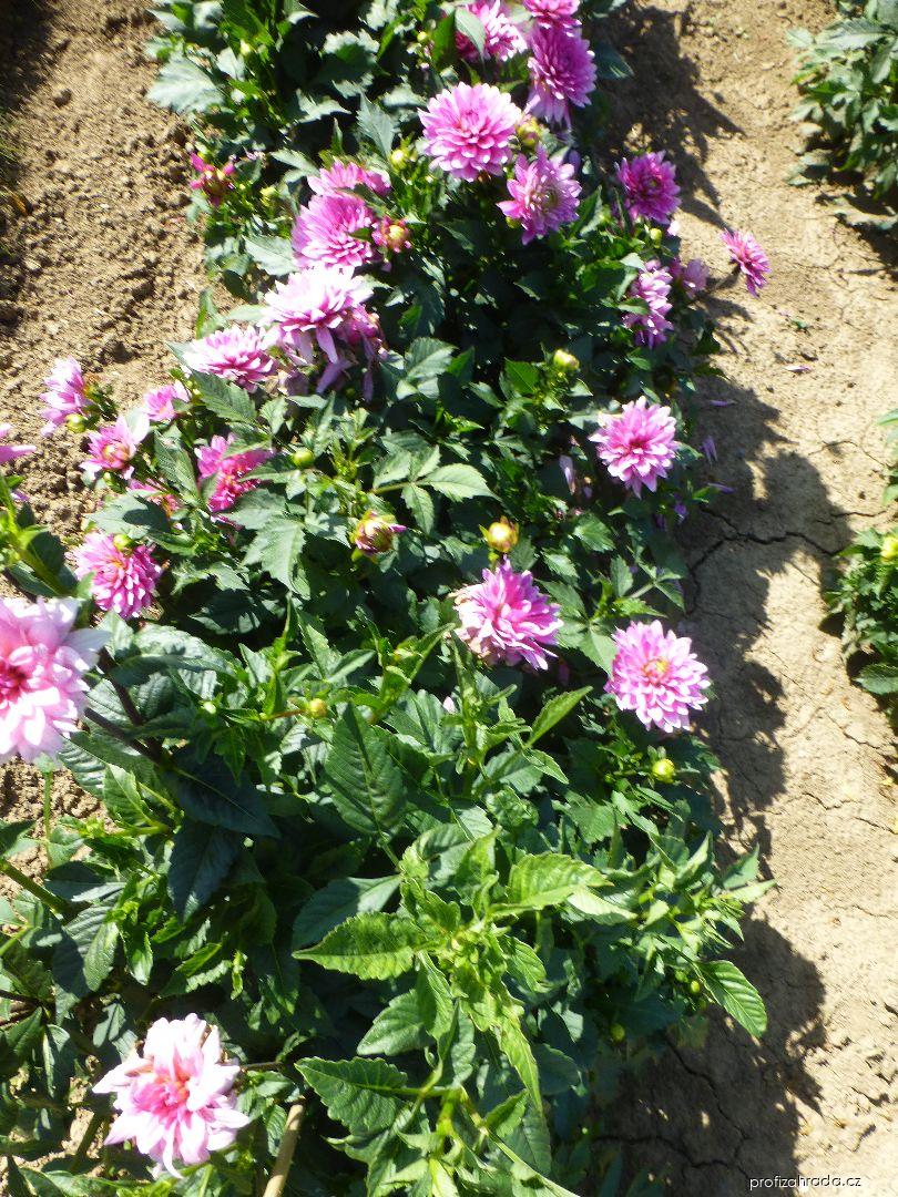 Dahlia Phoenix (jiřina) Dahlia Phoenix (jiřina)