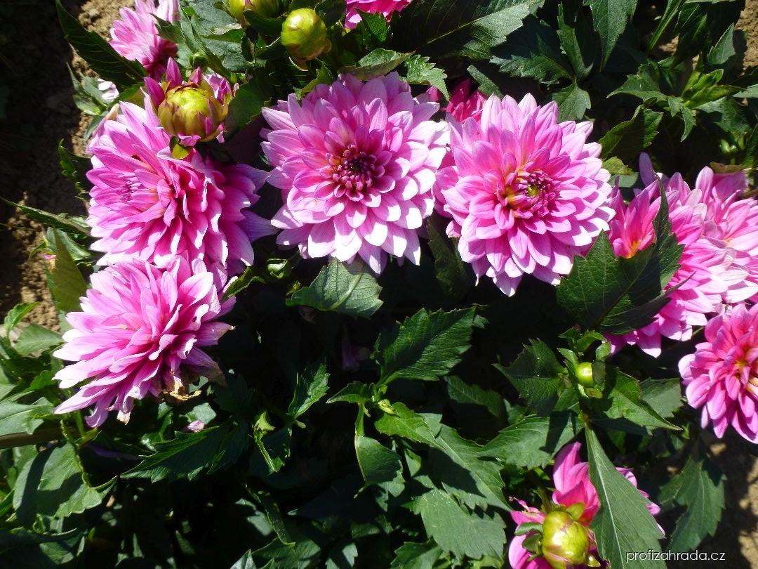 Dahlia Phoenix (jiřina) Dahlia Phoenix (jiřina)