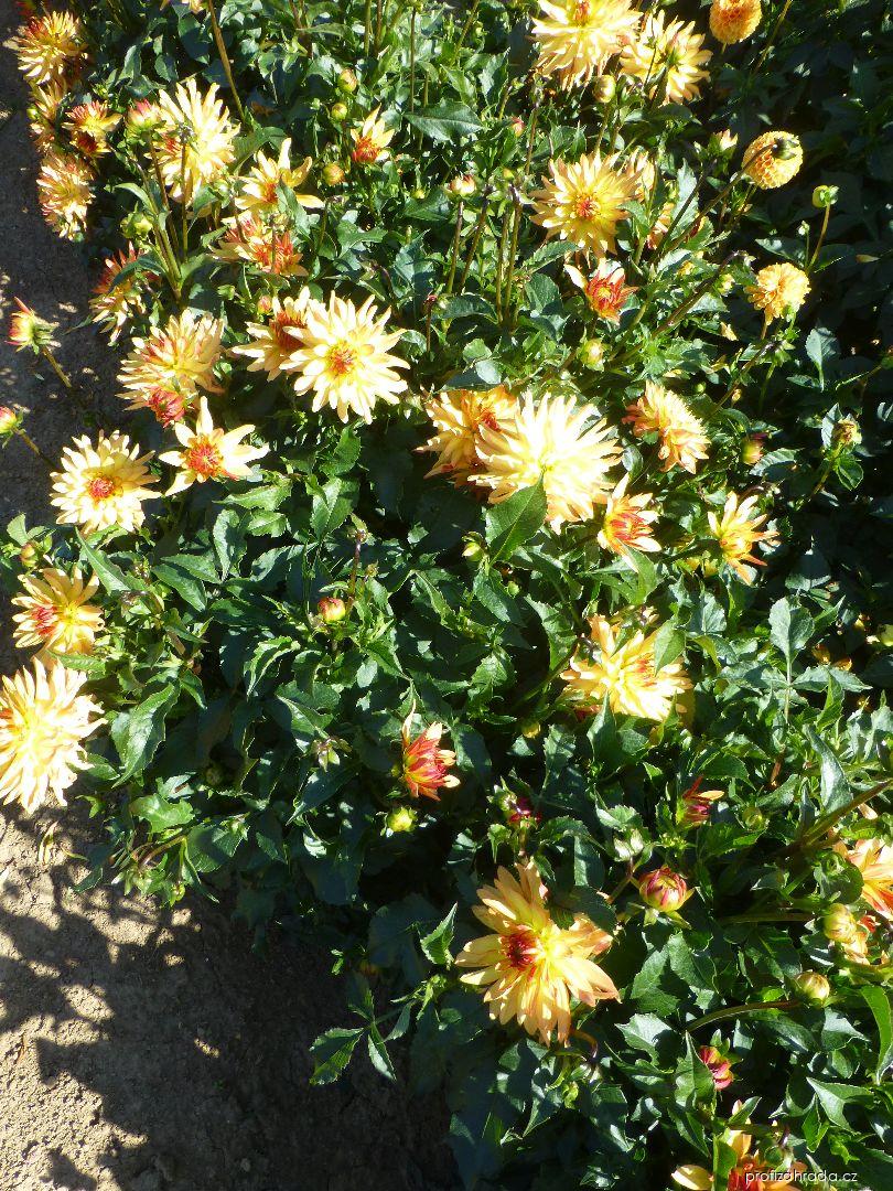 Dahlia Pollux (jiřina) Dahlia Pollux (jiřina)