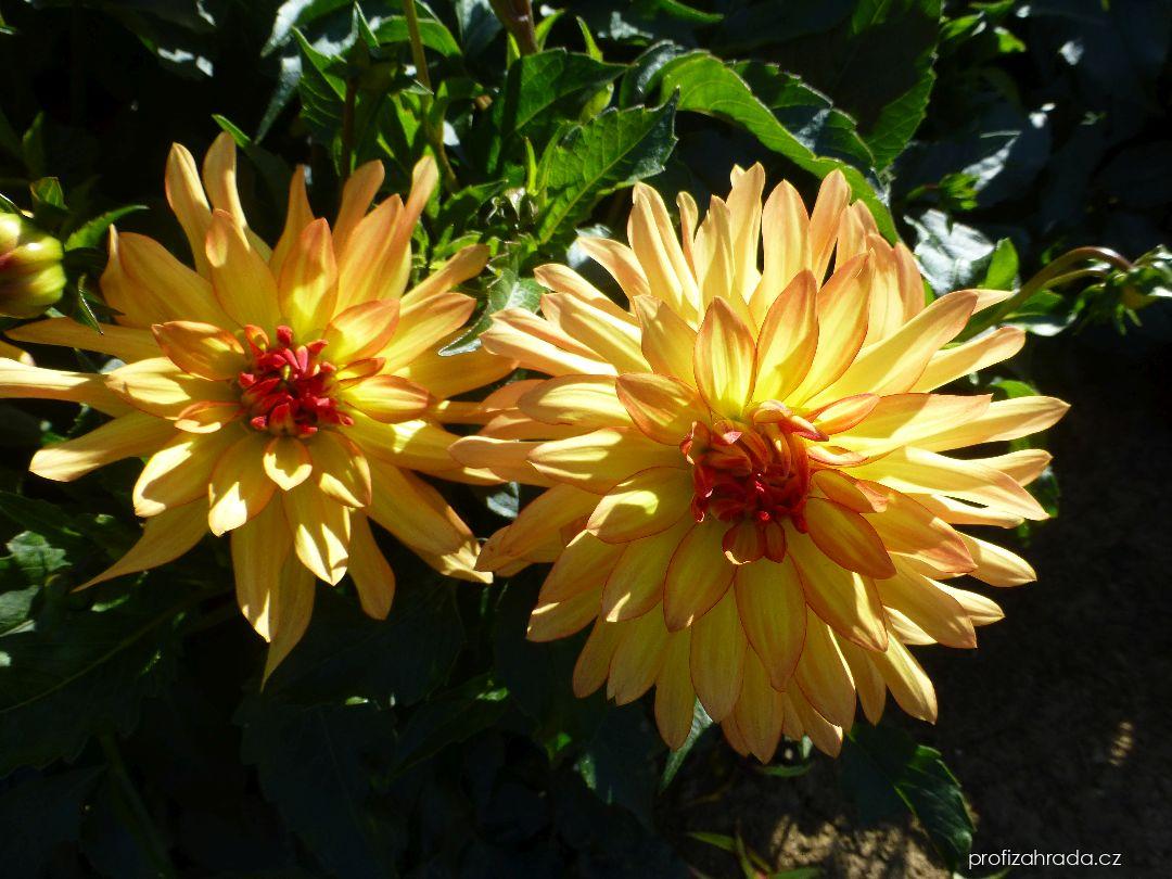 Dahlia Pollux (jiřina) Dahlia Pollux (jiřina)