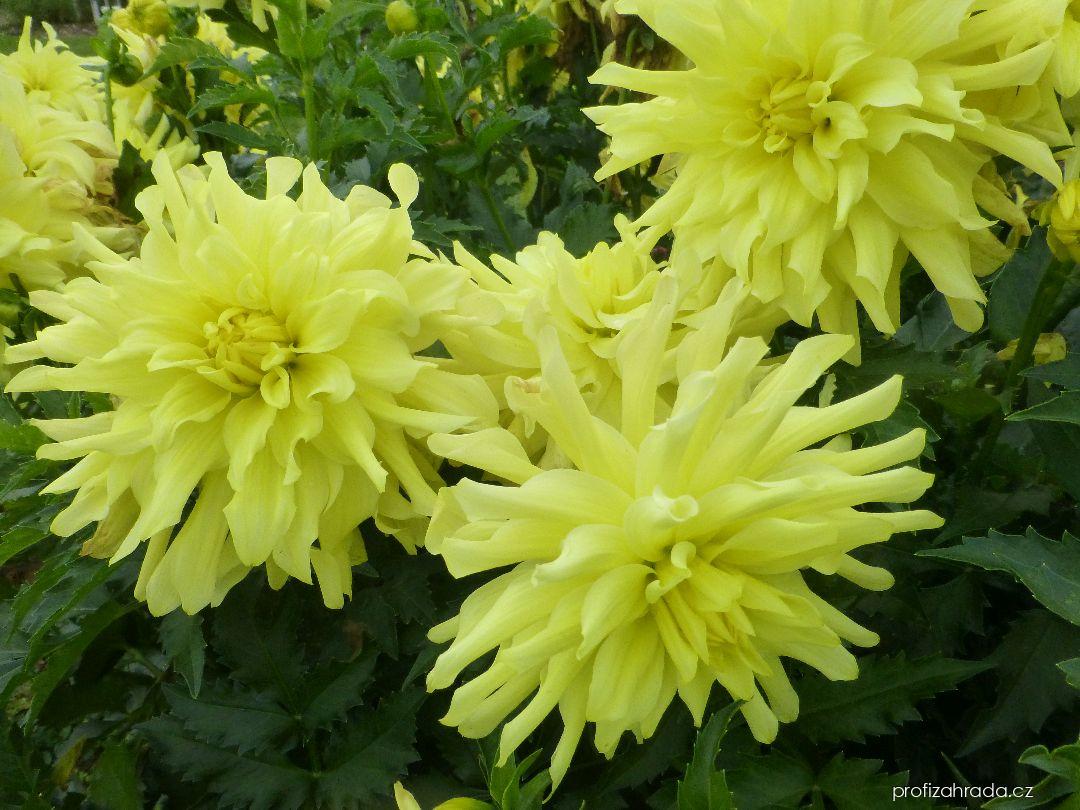 Dahlia Radka (jiřina) Dahlia Radka (jiřina)