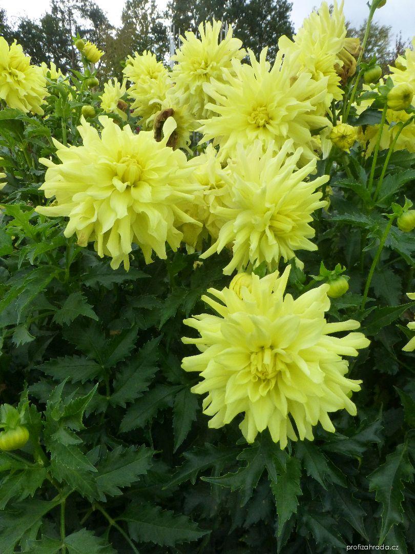 Dahlia Radka (jiřina) Dahlia Radka (jiřina)