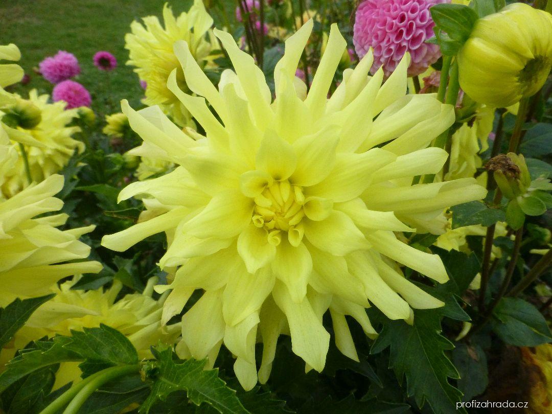 Dahlia Radka (jiřina) Dahlia Radka (jiřina)