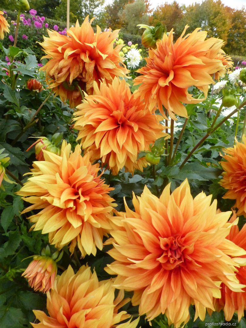 Dahlia Radost (jiřina) Dahlia Radost (jiřina)