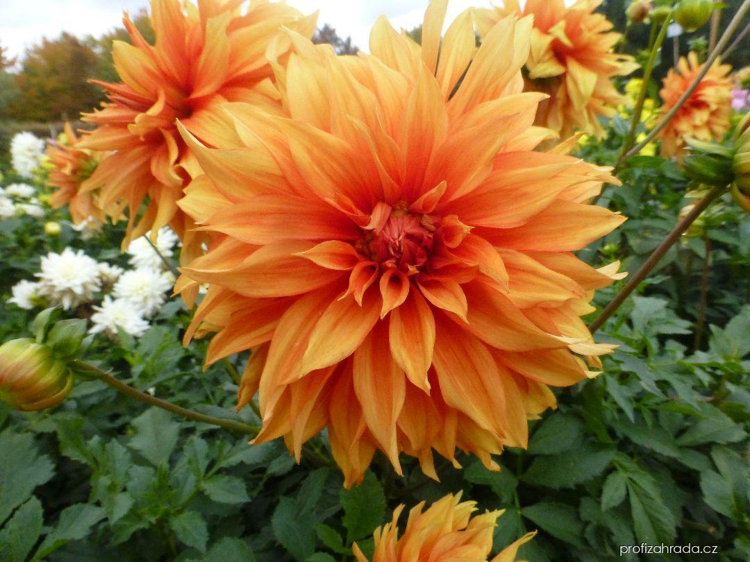 Dahlia Radost (jiřina) Dahlia Radost (jiřina)