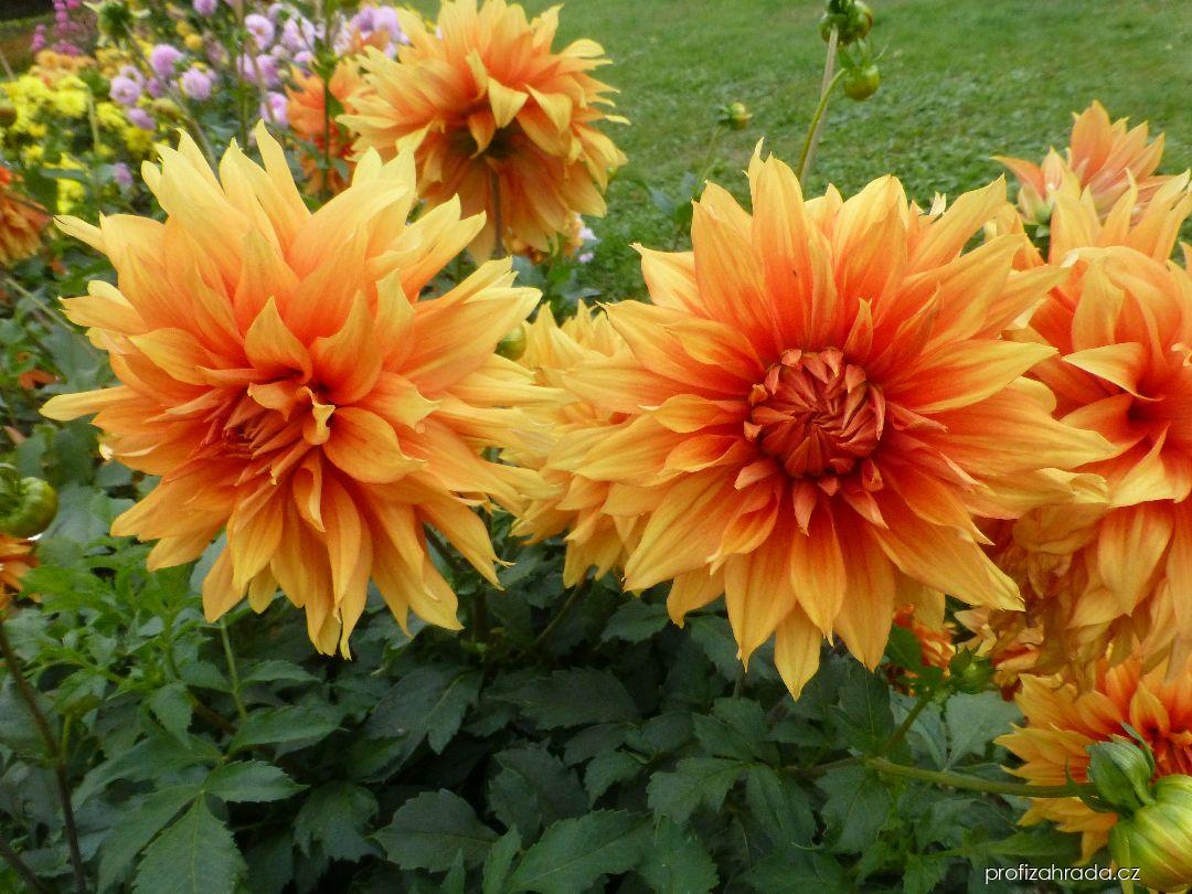 Dahlia Radost (jiřina) Dahlia Radost (jiřina)