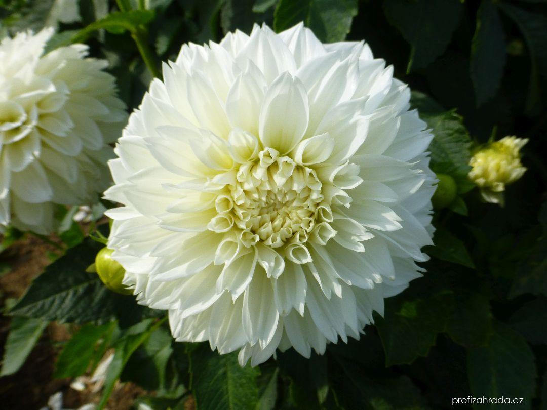 Dahlia Rondo (jiřina) Dahlia Rondo (jiřina)