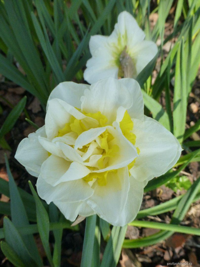 Narcissus Unique (narcis) Narcissus Unique (narcis)