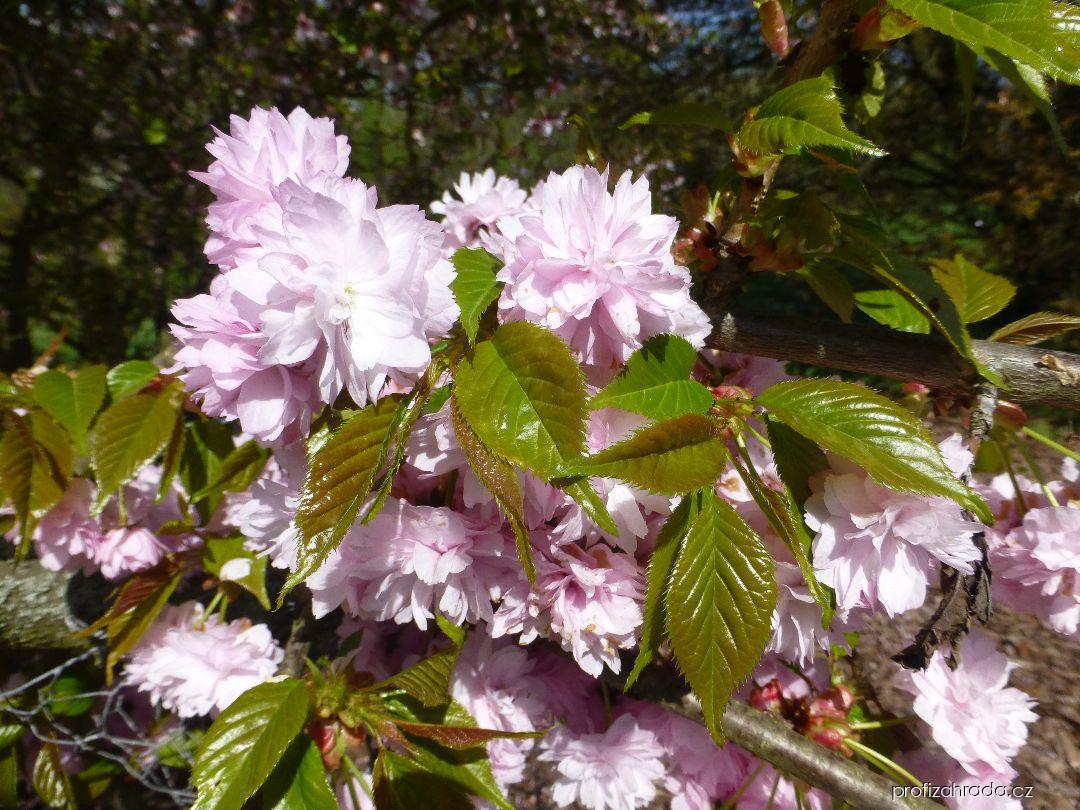 Prunus serrulata Kiku-Shidare (sakura ozdobná) Prunus serrulata Kiku-Shidare (sakura ozdobná)