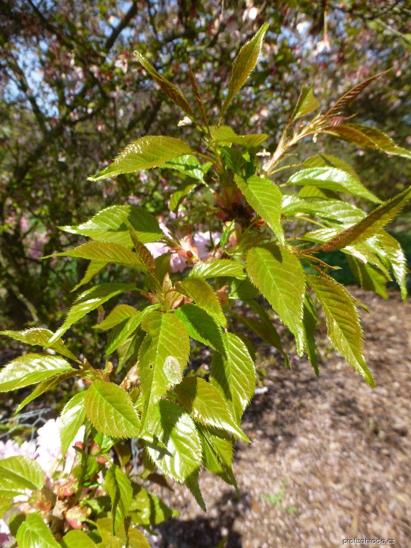 Prunus serrulata Kiku-Shidare (sakura ozdobná) Prunus serrulata Kiku-Shidare (sakura ozdobná)