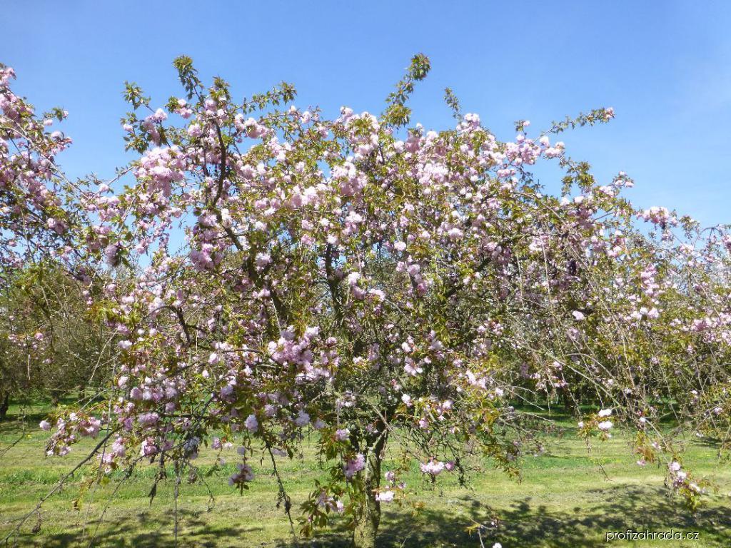 Prunus serrulata Kiku-Shidare (sakura ozdobná) Prunus serrulata Kiku-Shidare (sakura ozdobná)