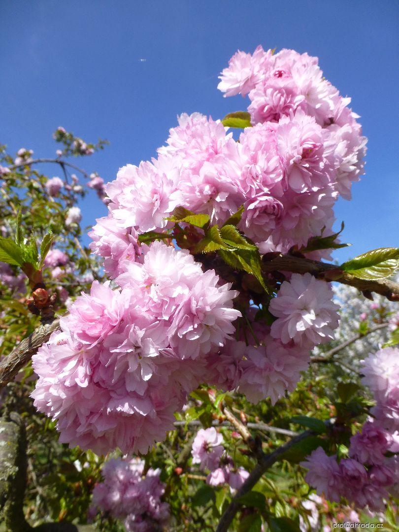 Prunus serrulata Kiku-Shidare (sakura ozdobná) Prunus serrulata Kiku-Shidare (sakura ozdobná)