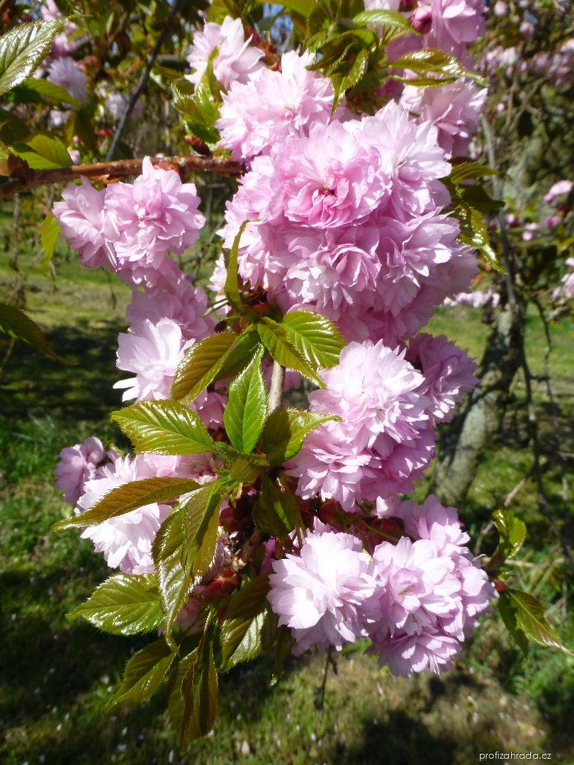 Prunus serrulata Kiku-Shidare (sakura ozdobná) Prunus serrulata Kiku-Shidare (sakura ozdobná)
