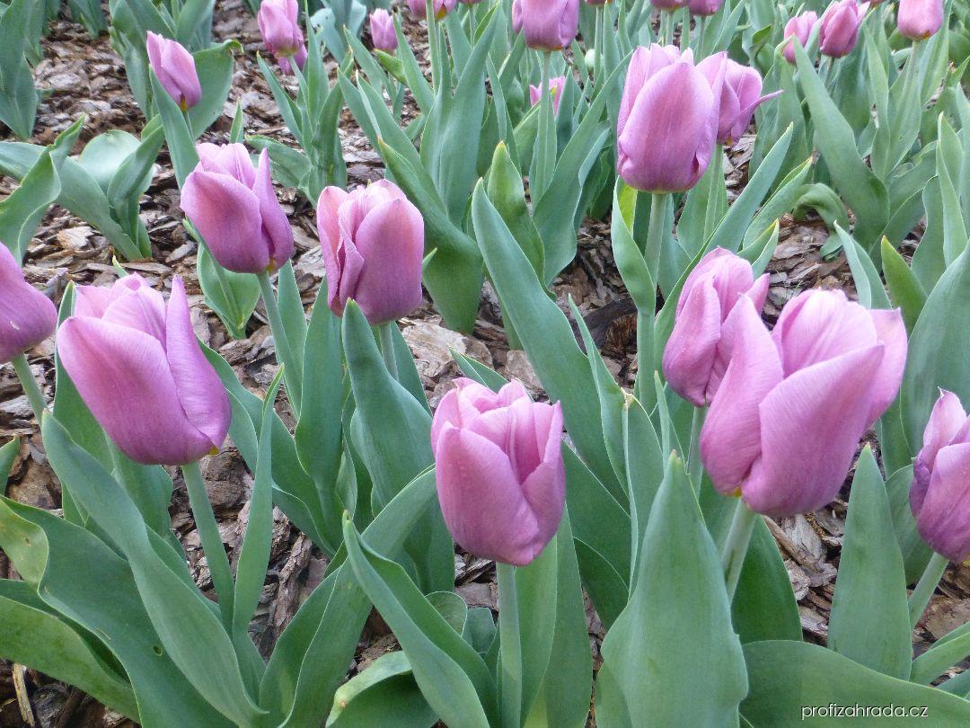 Tulipa Copex (tulipán) Tulipa Copex (tulipán)