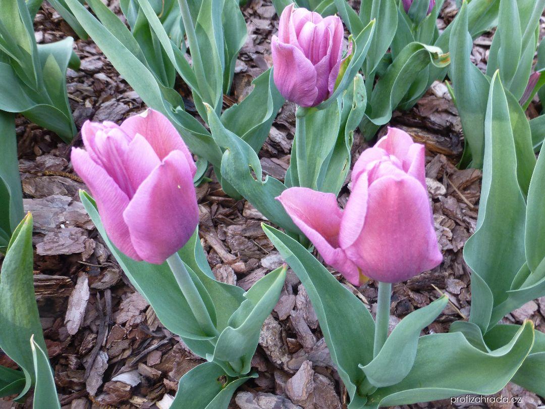 Tulipa Copex (tulipán) Tulipa Copex (tulipán)