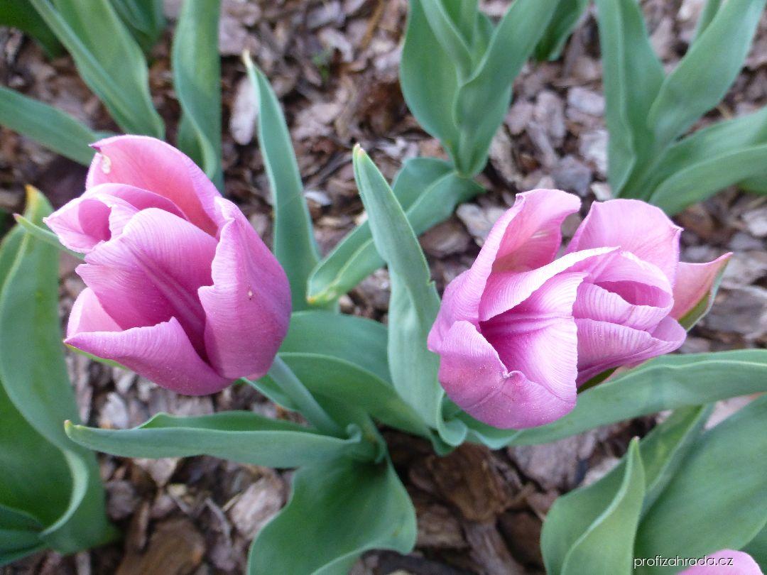 Tulipa Copex (tulipán) Tulipa Copex (tulipán)
