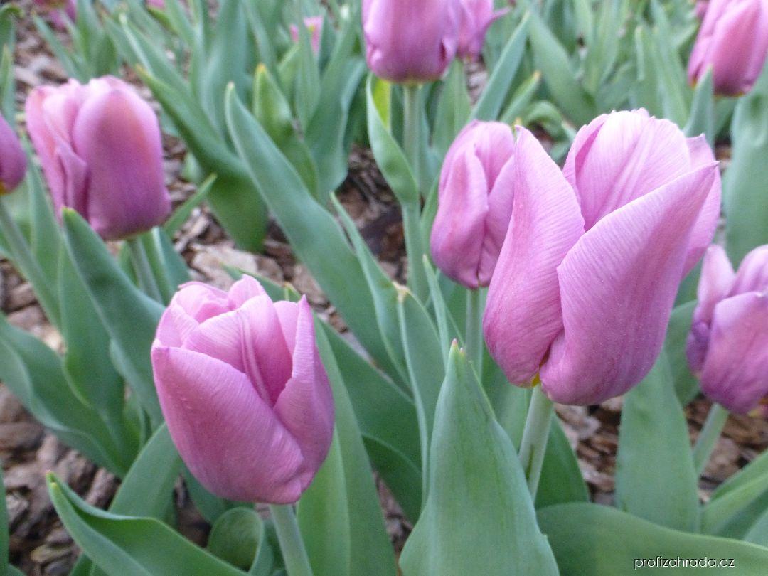 Tulipa Copex (tulipán) Tulipa Copex (tulipán)