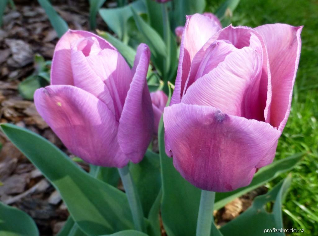Tulipa Copex (tulipán) Tulipa Copex (tulipán)