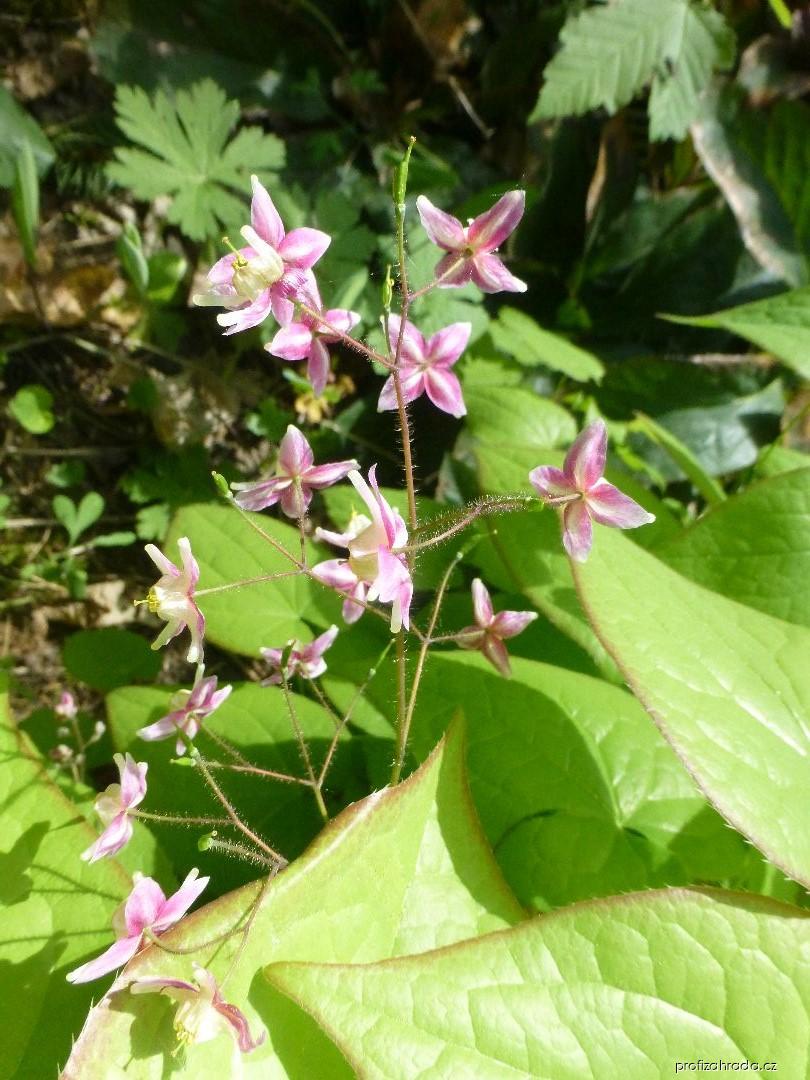 Epimedium x rubrum Sweetheart (škornice) Epimedium x rubrum Sweetheart (škornice)