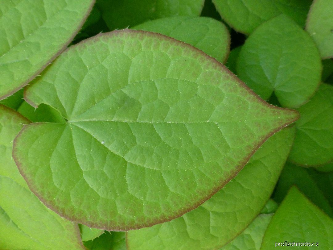 Epimedium x rubrum Sweetheart (škornice) Epimedium x rubrum Sweetheart (škornice)