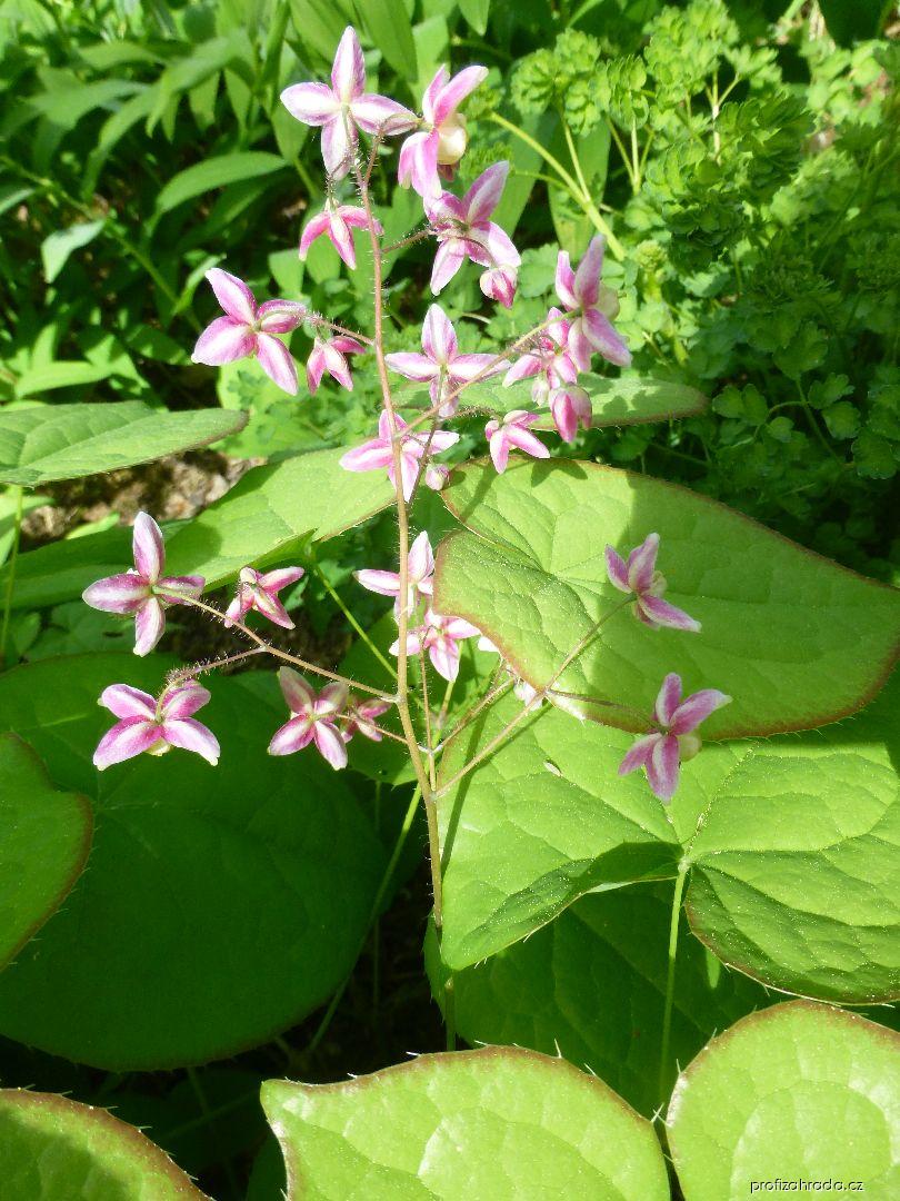 Epimedium x rubrum Sweetheart (škornice) Epimedium x rubrum Sweetheart (škornice)