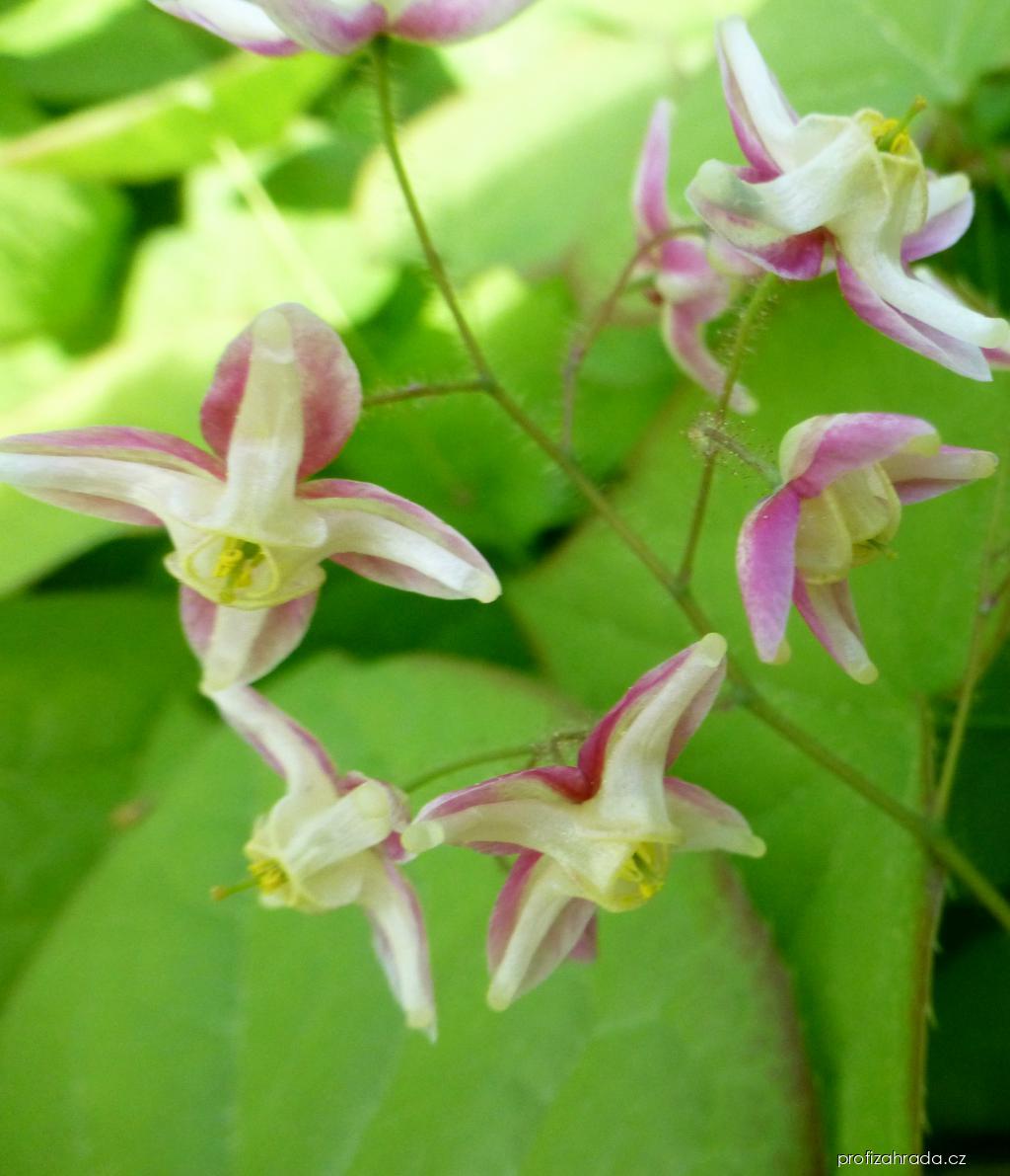 Epimedium x rubrum Sweetheart (škornice) Epimedium x rubrum Sweetheart (škornice)