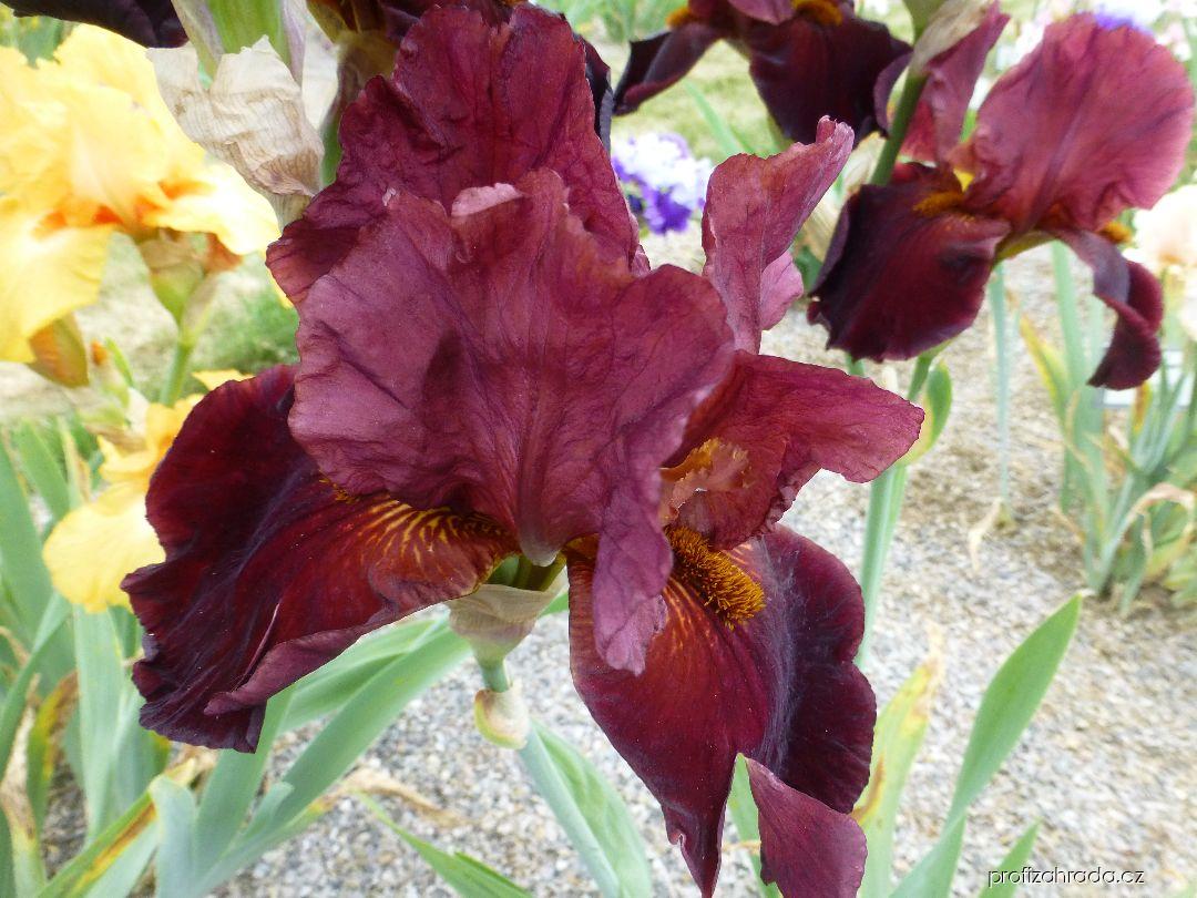 Iris barbata Chief Waukesha (kosatec zahradní) Iris barbata Chief Waukesha (kosatec zahradní)