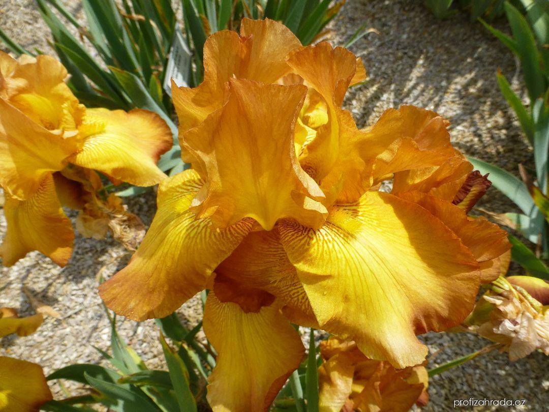 Iris barbata Cibola (kosatec zahradní) Iris barbata Cibola (kosatec zahradní)