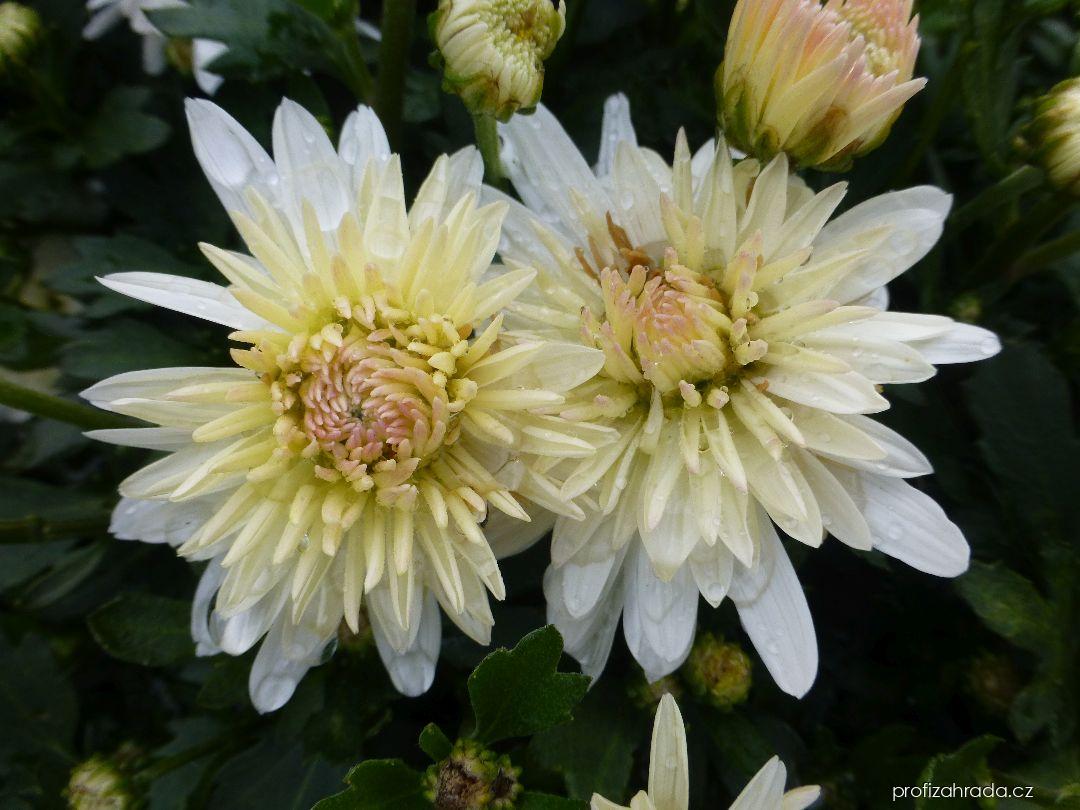 Chrysanthemum x morifolium Celie (listopadka zahradní) Chrysanthemum x morifolium Celie (listopadka zahradní)