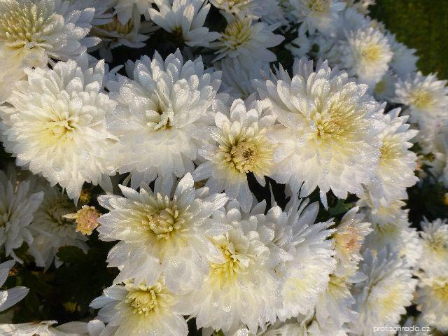 Chrysanthemum x morifolium Celie (listopadka zahradní) Chrysanthemum x morifolium Celie (listopadka zahradní)