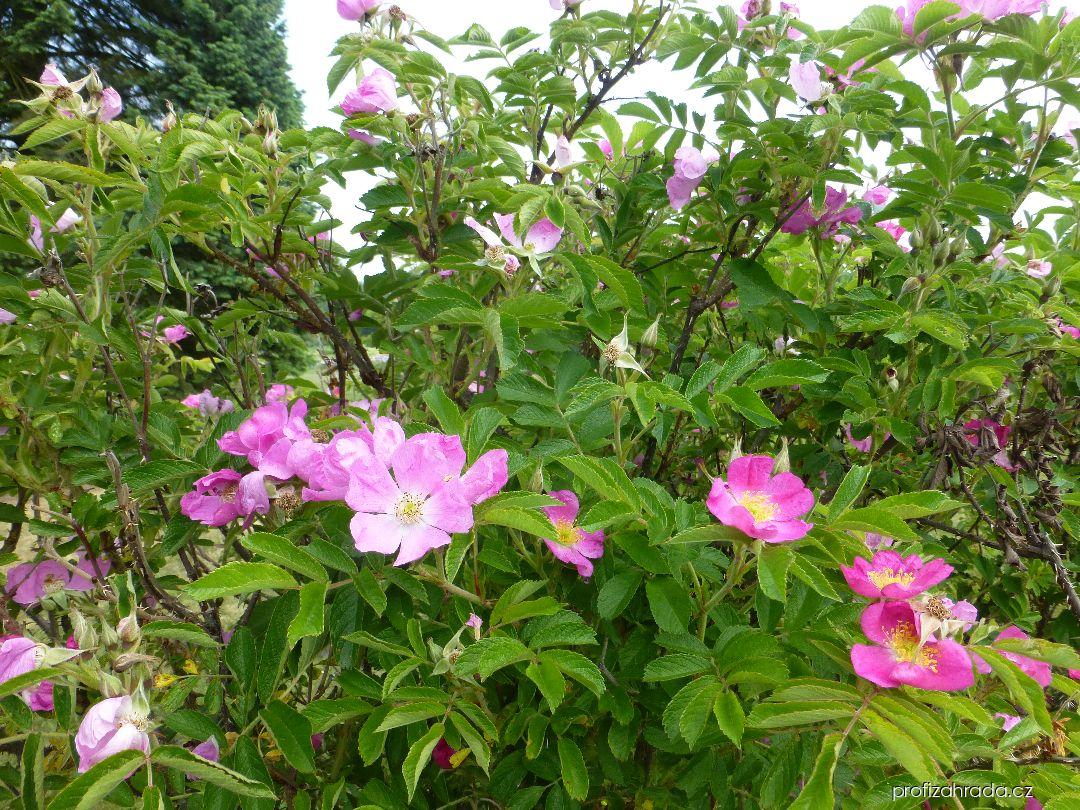 Rosa Violeta Benetka, 1996 (růže) Rosa Violeta Benetka, 1996 (růže)