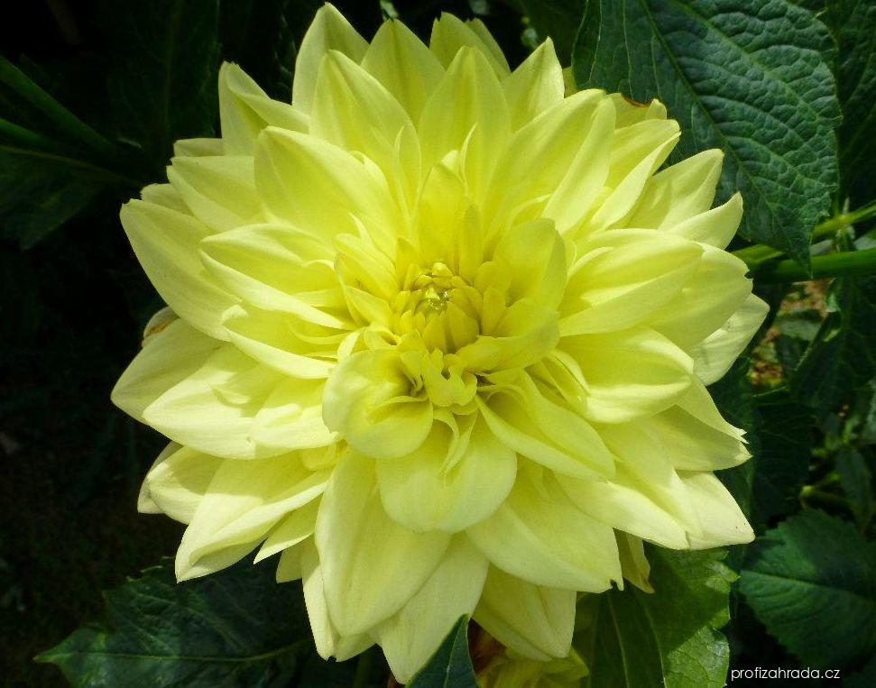Dahlia Renesance (jiřina) Dahlia Renesance (jiřina)