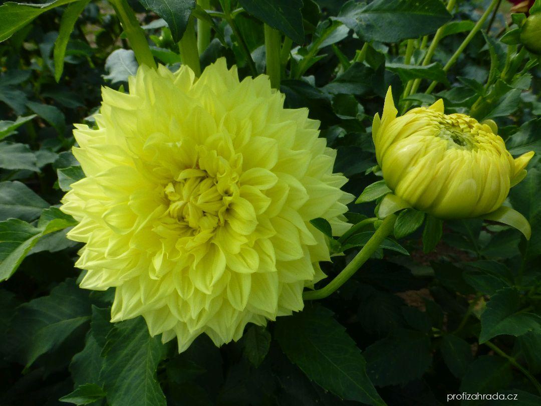 Dahlia Ryecroft Magnum (jiřina) Dahlia Ryecroft Magnum (jiřina)