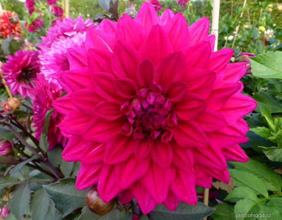 Dahlia Suffolk Punch (jiřina) Dahlia Suffolk Punch (jiřina)