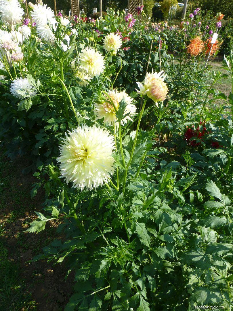 Dahlia Citron du Cap (jiřina) Dahlia Citron du Cap (jiřina)