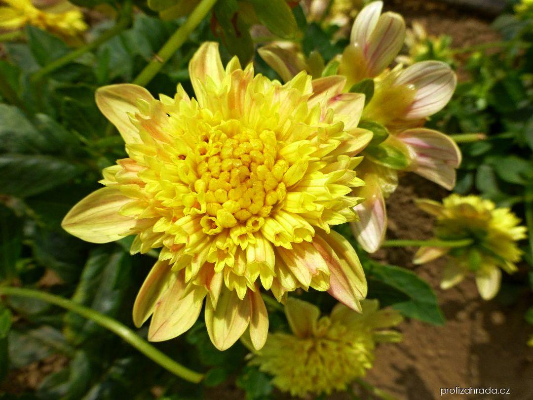 Dahlia Quinea (jiřina) Dahlia Quinea (jiřina)