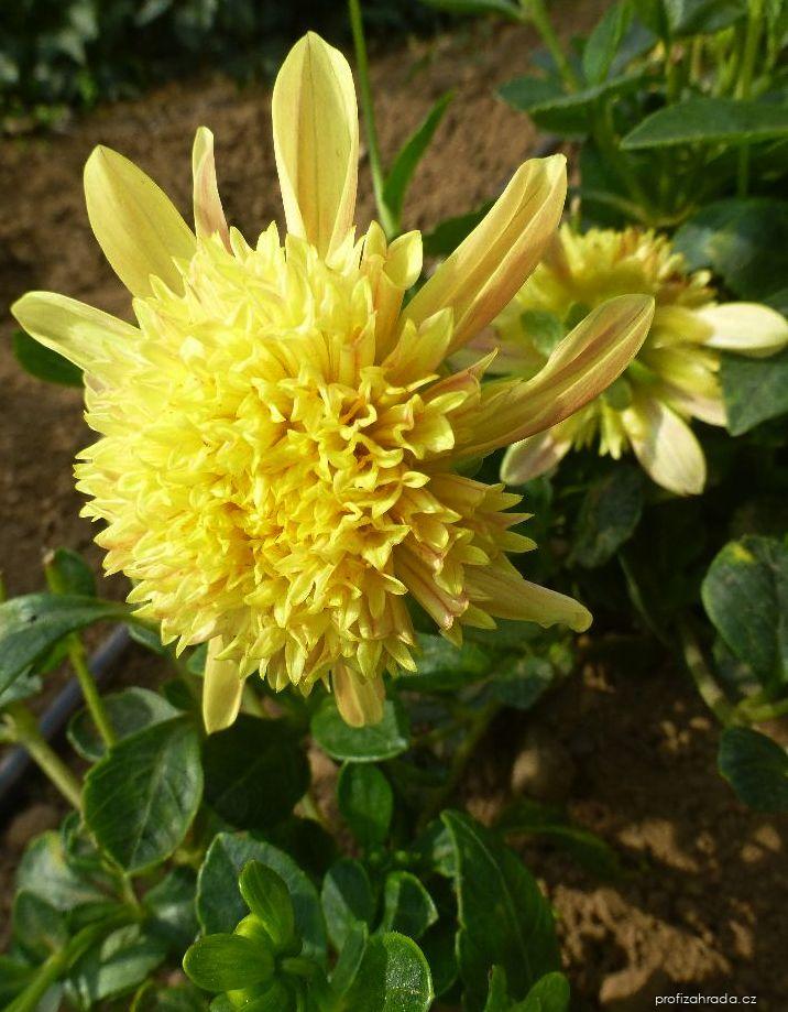 Dahlia Quinea (jiřina) Dahlia Quinea (jiřina)