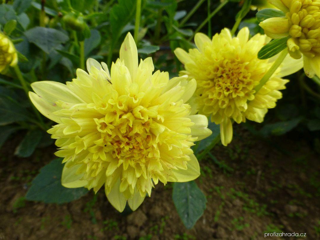 Dahlia Quinea (jiřina) Dahlia Quinea (jiřina)