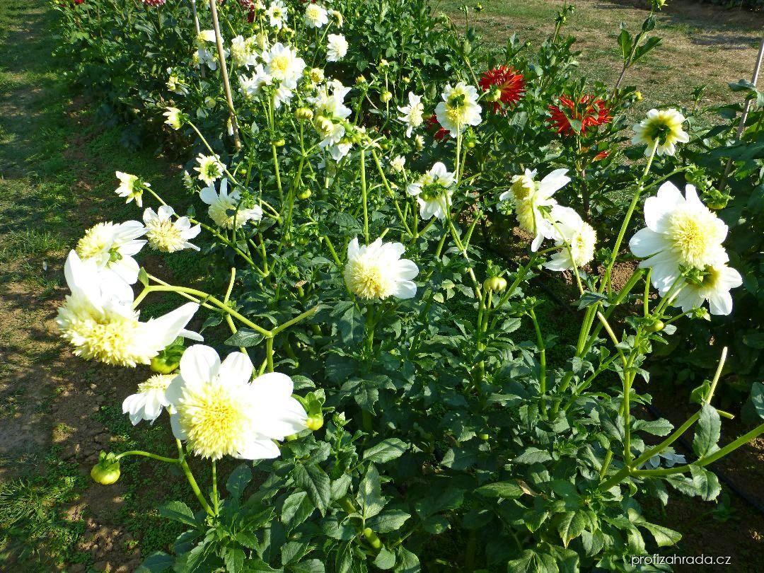 Dahlia Platinum Blonde (jiřina) Dahlia Platinum Blonde (jiřina)