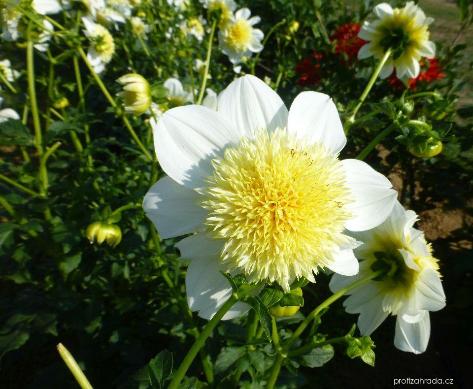 Dahlia Platinum Blonde (jiřina) Dahlia Platinum Blonde (jiřina)