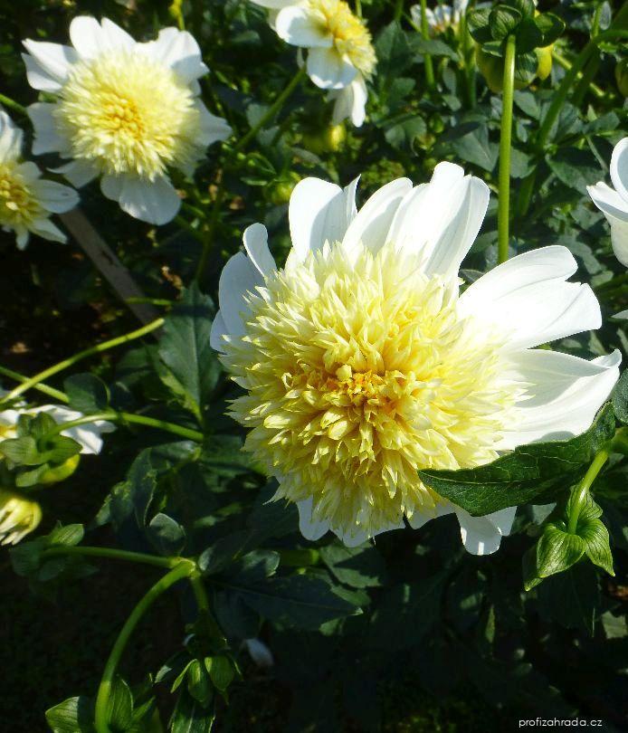 Dahlia Platinum Blonde (jiřina) Dahlia Platinum Blonde (jiřina)