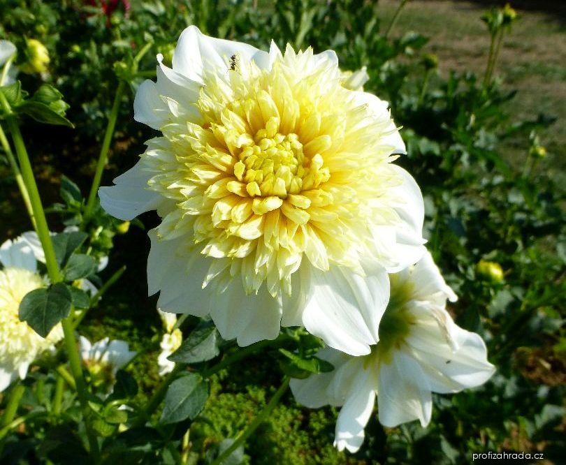 Dahlia Platinum Blonde (jiřina) Dahlia Platinum Blonde (jiřina)
