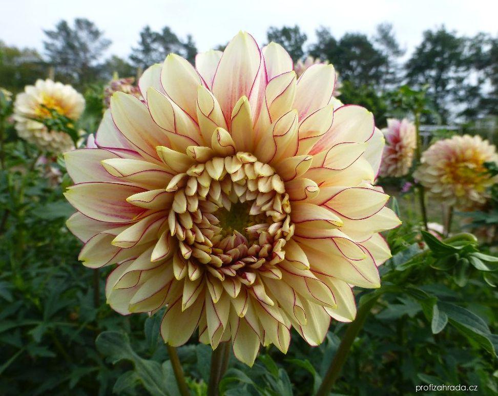Dahlia Polka (jiřina) Dahlia Polka (jiřina)