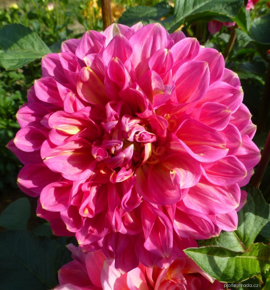 Dahlia Pink Sylvia (jiřina) Dahlia Pink Sylvia (jiřina)