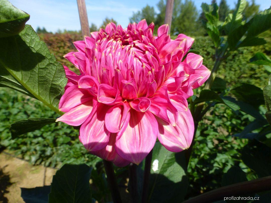 Dahlia Pink Sylvia (jiřina) Dahlia Pink Sylvia (jiřina)