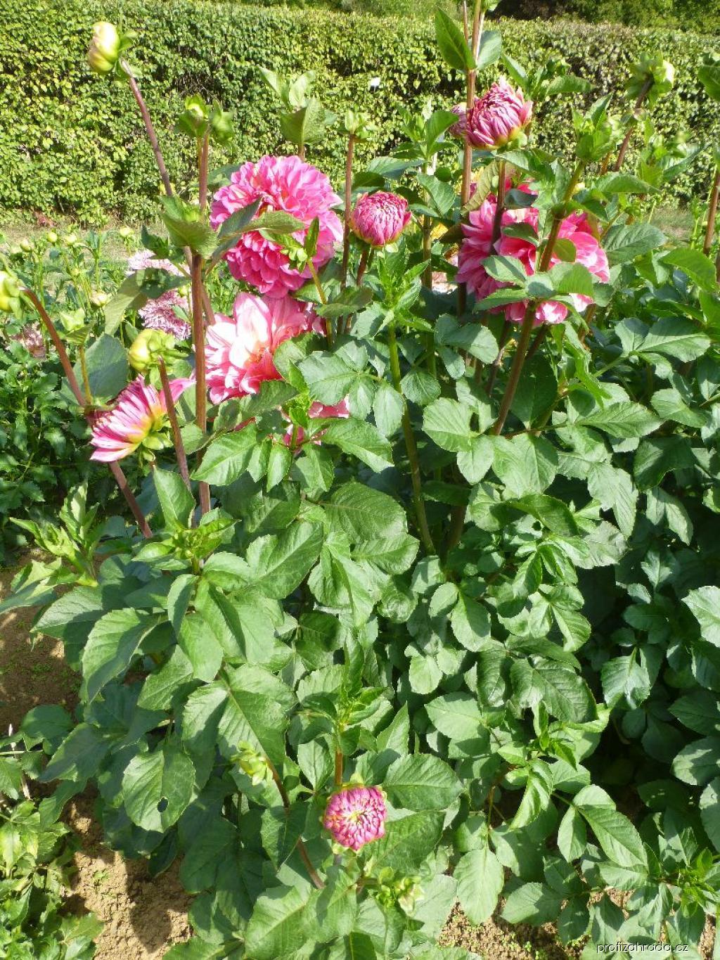 Dahlia Pink Sylvia (jiřina) Dahlia Pink Sylvia (jiřina)